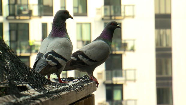 Pigeons In Downtown Minneapolis 