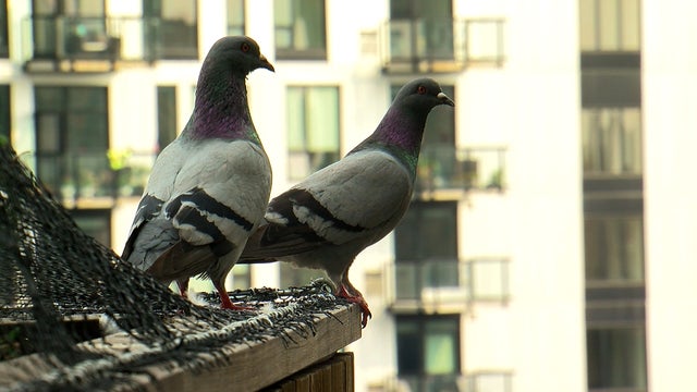 Pigeons-In-Downtown-Minneapolis.jpg 