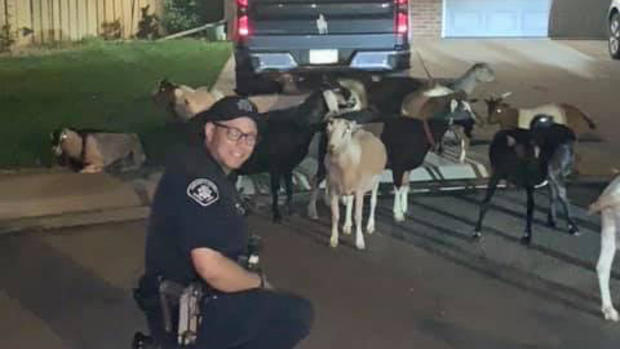 Goats from Boulder County Sheriff 2 