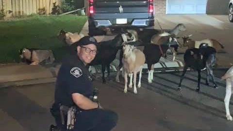 Goats-from-Boulder-County-Sheriff-2.jpg 