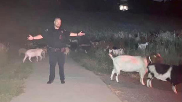 Goats from Boulder County Sheriff 3 