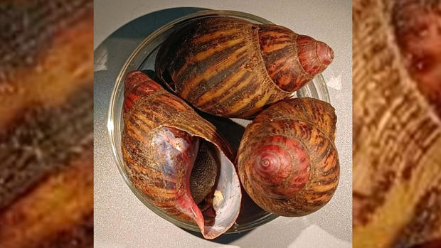giant-land-snails-seized.jpg 