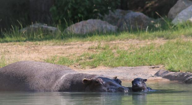 CMZoo Hippo Zambezi and baby 1 
