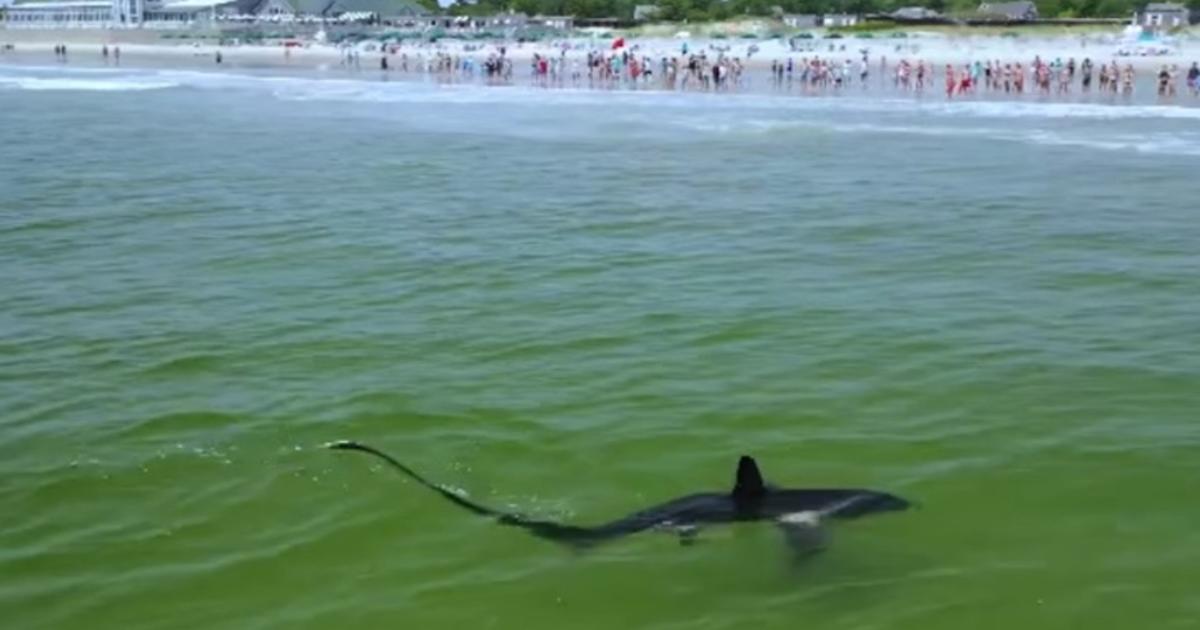 LOOK Thresher Shark Swims Near Shore At Narragansett Beach In Rhode
