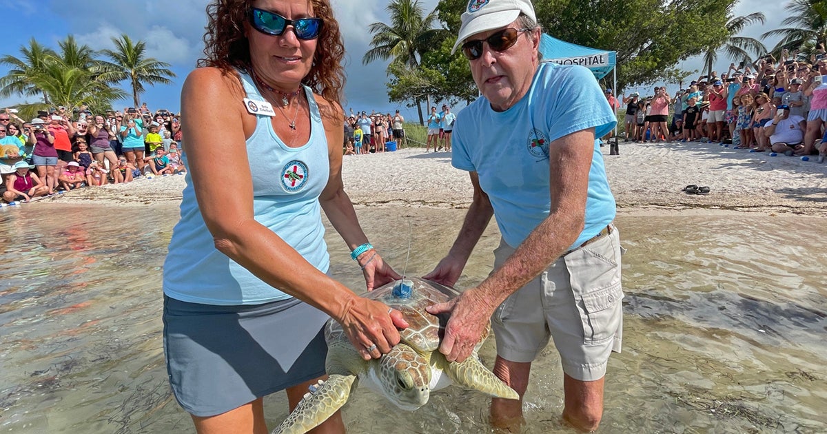 Juvenile Green Sea Turtle Released In Florida Keys To Join Tour de ...