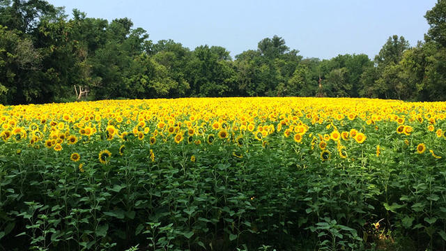 sunflowers5-25-2021-1.jpg 