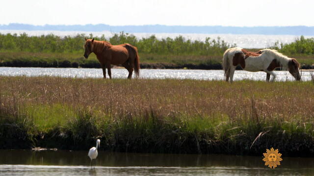 assateague-760159-640x360.jpg 