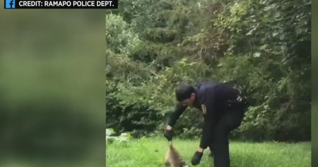 See It: Ramapo Police Officer Helps Rescue Raccoon With Head Stuck In ...