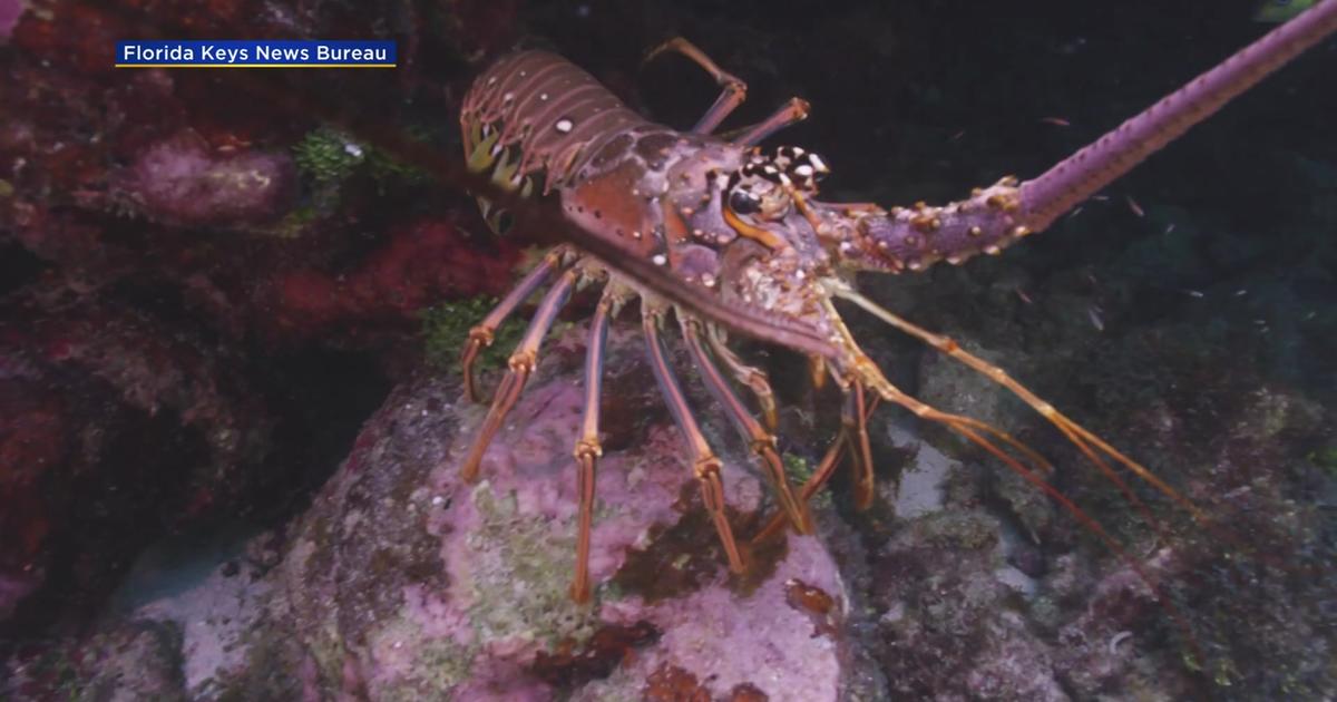 FWC urging safety with lobster mini season starting Wednesday