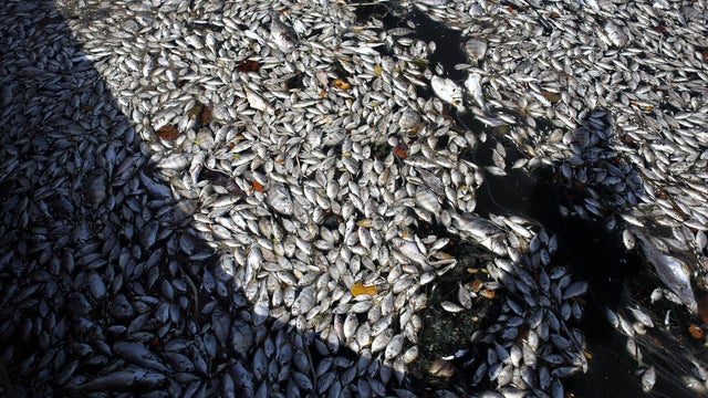 Red Tide In Florida's Tampa Bay Leaves Dead Fish Along Coastline 