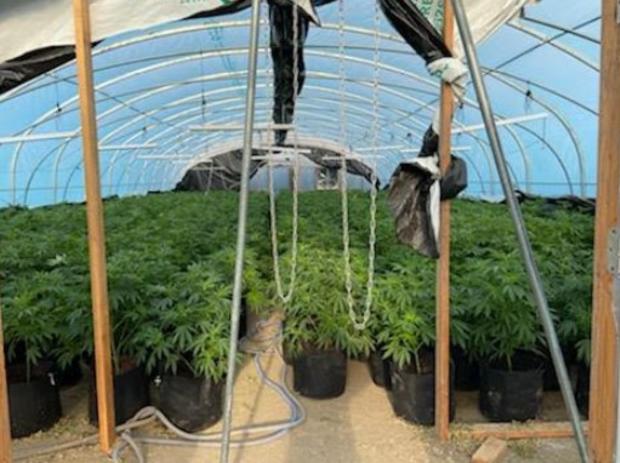 illegal marijuana grow (delta county sheriff's office)2 