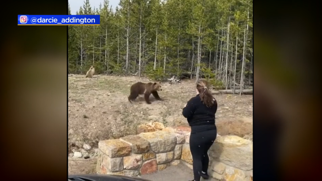 Yellowstone-Bear.png 