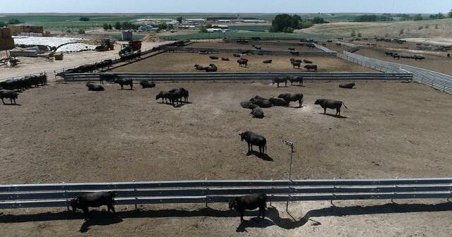 The Dish How Snake River Farms is bringing Wagyu beef from Japan to
