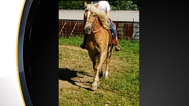 renfrew-stolen-horse.jpg 