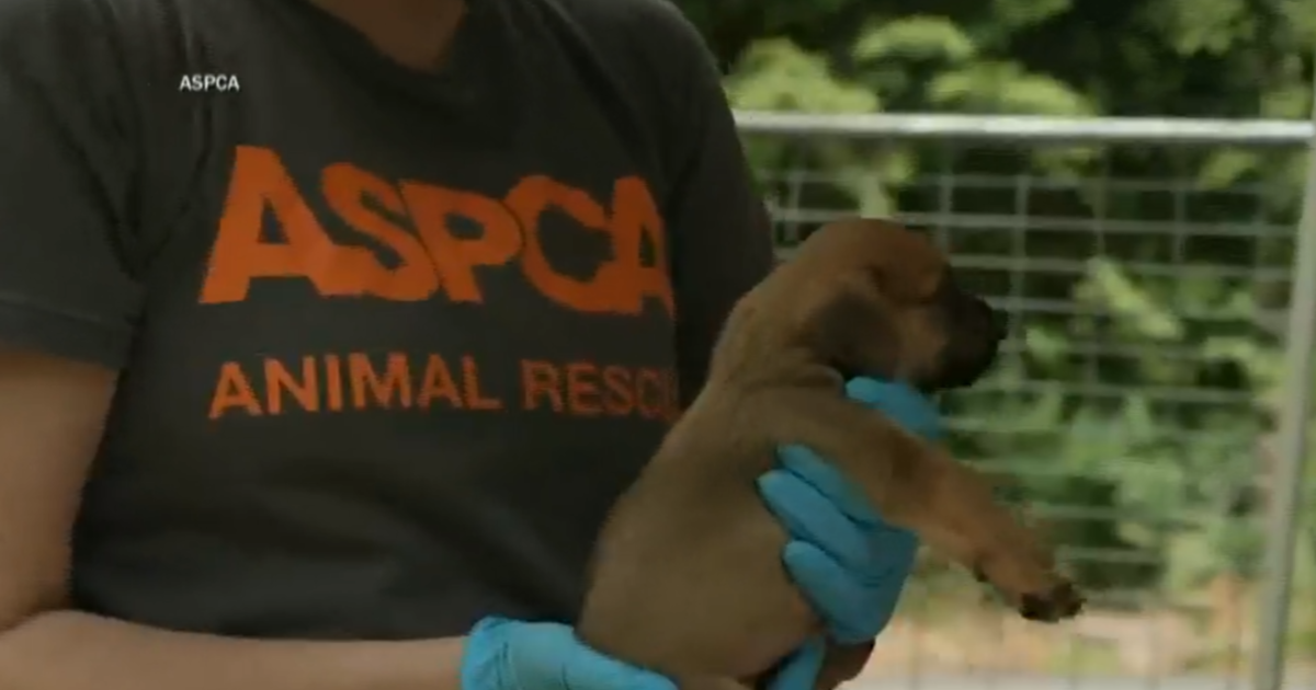 ASPCA spending may not be what donors expect, CBS News ...