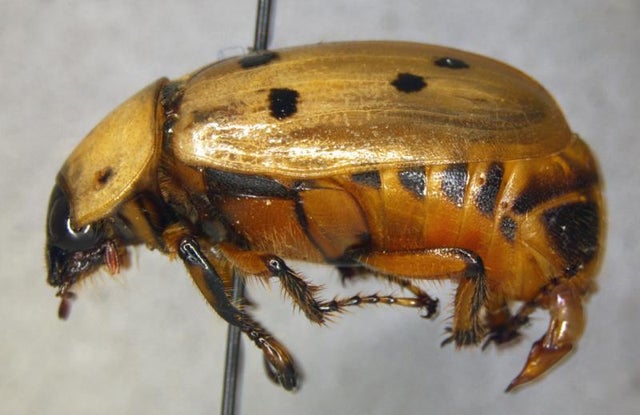 cyclocephala forcipulata male (4) 