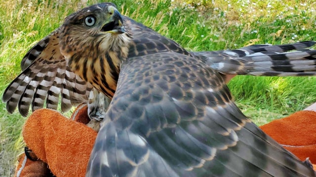 cpw-injured-hawk-pic1.jpg 