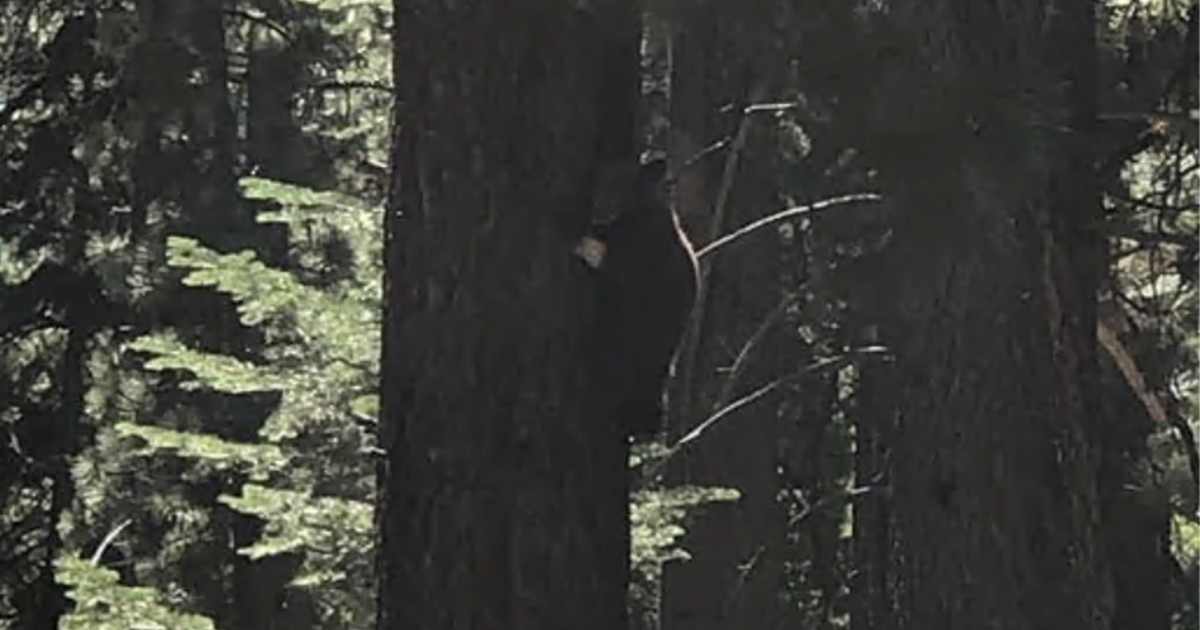Injured Bear Who Escaped South Lake Tahoe Wildlife Rescue Found In Tree