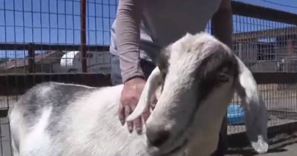 California Drought Cotati Farm Rescuing Livestock Abandoned Due to