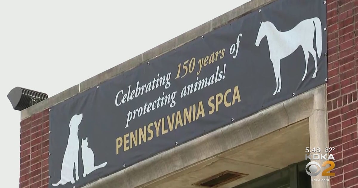 Pennsylvania SPCA Says It Needs More Funding, Does Not Receive Donations Sent To ASPCA CBS