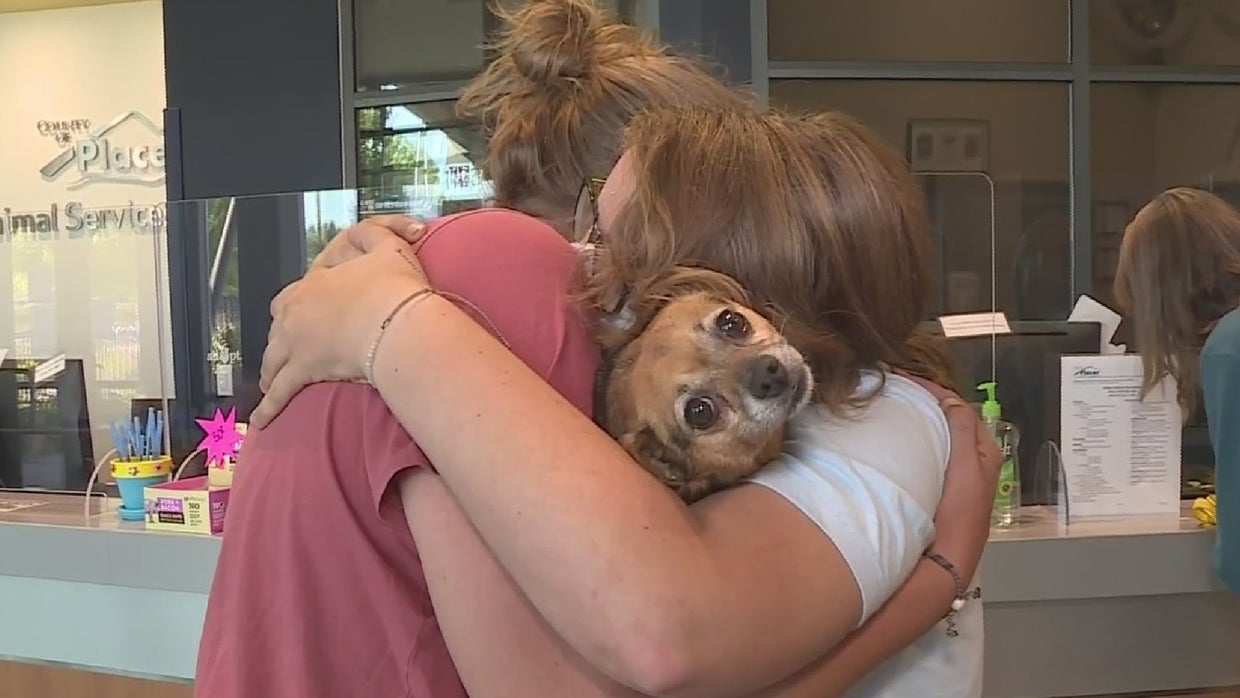 Dog Rescued From 2018 Camp Fire In Paradise Survives Its 2nd Wildfire ...