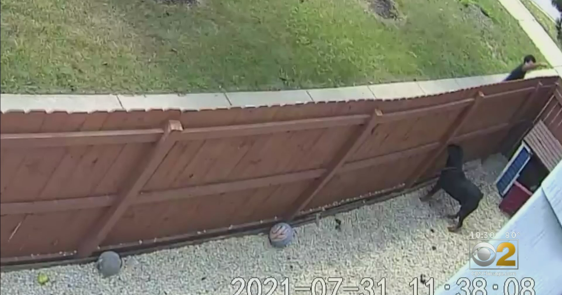 Hegewisch Woman Furious After Someone PepperSprayed Her Dogs Through