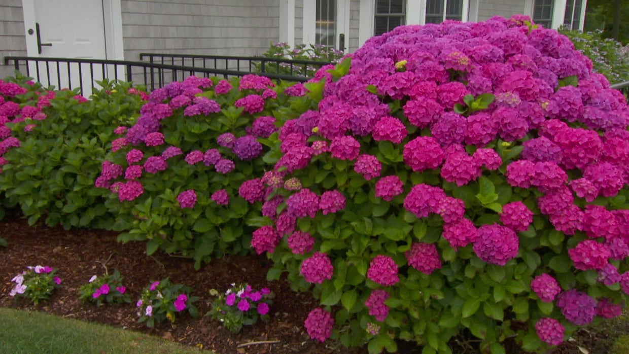 Nurturing the magic of hydrangeas CBS News