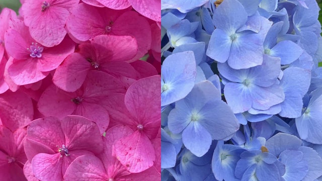 hydrangea-soil-differences.jpg 