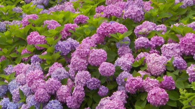 hydrangea-full-view-1280.jpg 
