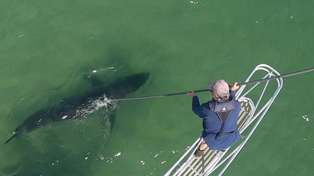 sharktag-1.jpg 