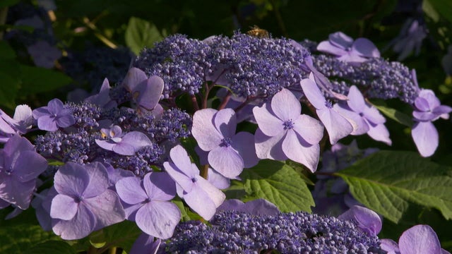 hydrangea-twist-n-shout.jpg 