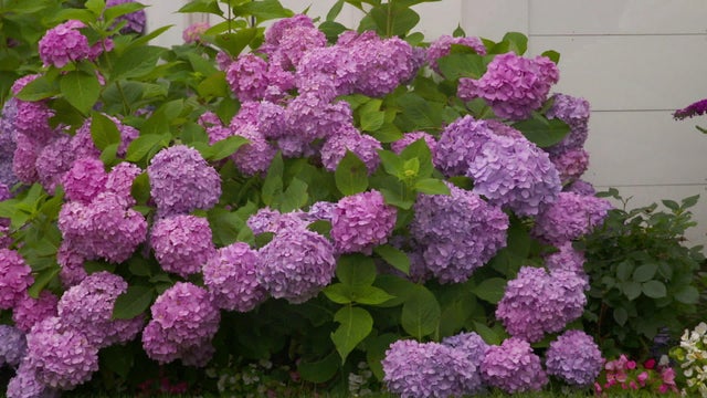 hydrangeas-mopheads.jpg 