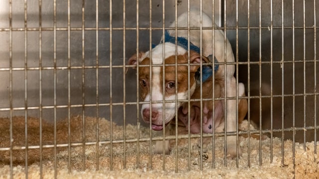 NATL_Dogfighting_LI_NY_July2021_0379.jpg 