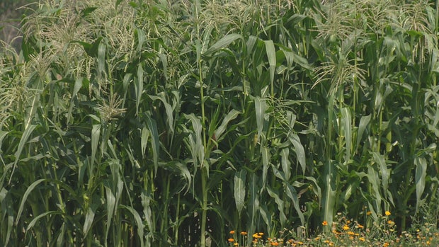 AURORA REFUGEE FARM 63VO.transfer_frame_337 