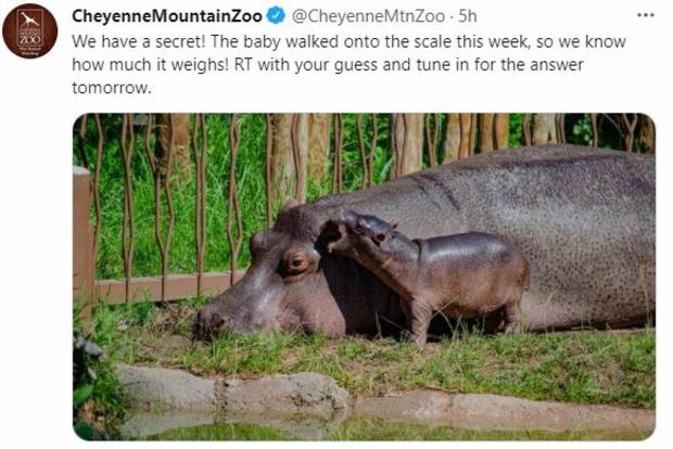 CMZ HIPPO SECRET TWEET 
