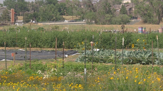 AURORA REFUGEE FARM 63VO.transfer_frame_482 