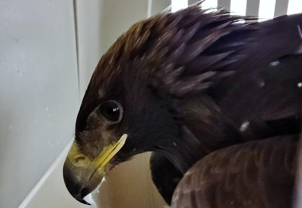 golden eagle rescue (CPW SE Region) 