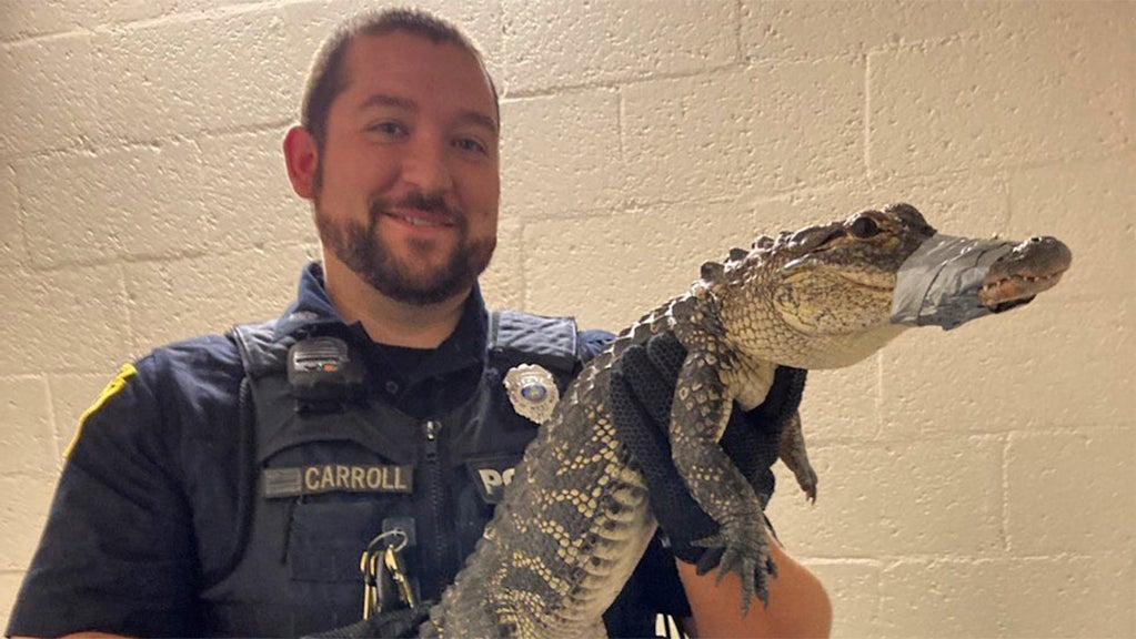 West Mifflin Police Department Catches Wayward Alligator CBS Pittsburgh