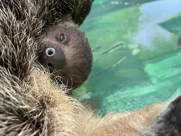 Linne's two-toed sloth baby - photo by Courtney Hamm, Senior Zookeeper-2 