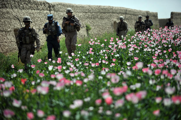 U.S. troops in Afghanistan poppy field 