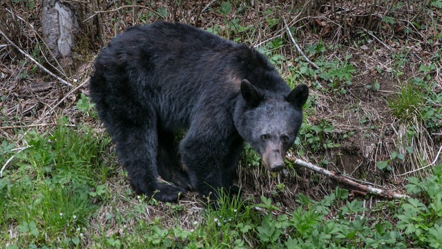 Exploring Great Smoky Mountains National Park 