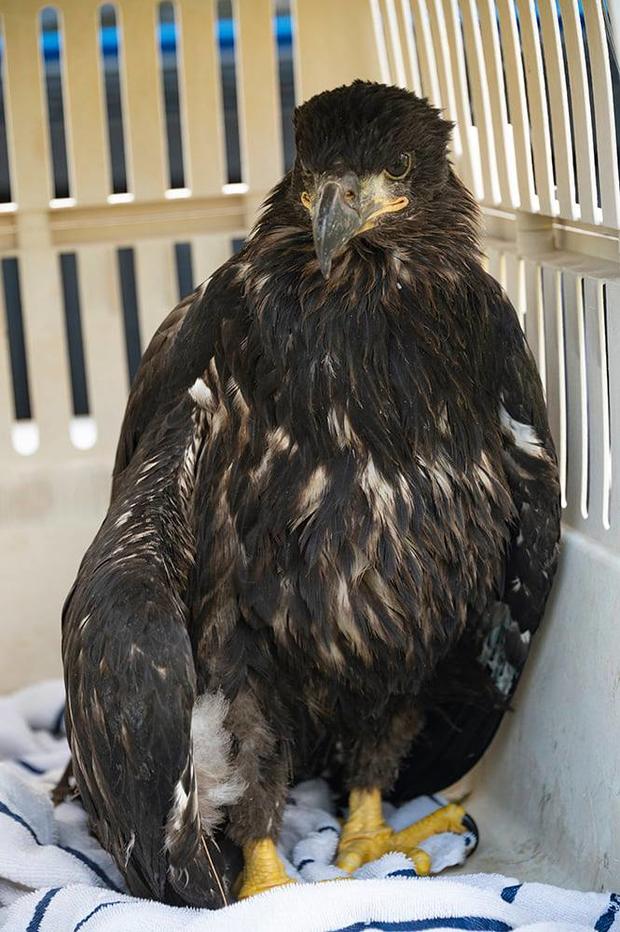 injured eaglet 