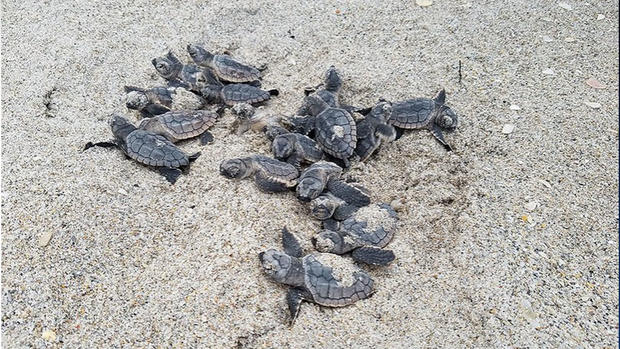 sea turtle hatchlings 