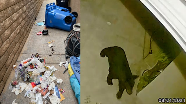 simi-bear-upends-trash.jpg 