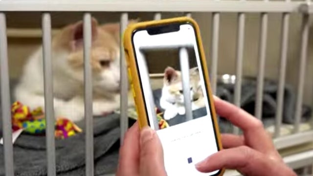 catapp.jpg 