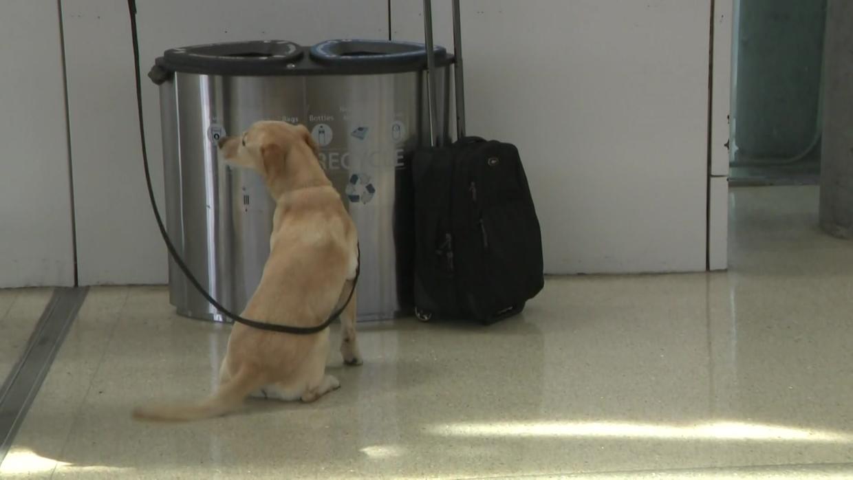 I Have The Best Job Ever Tsa Bso K9 Handlers Show Off Their 4