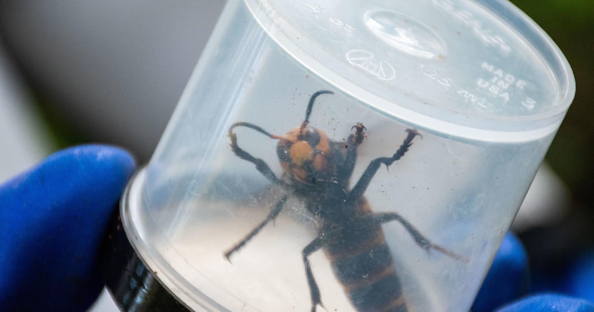 Washington State Officials Destroy Massive Nest With Hundreds Of ...