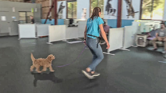 pettraining.jpg 