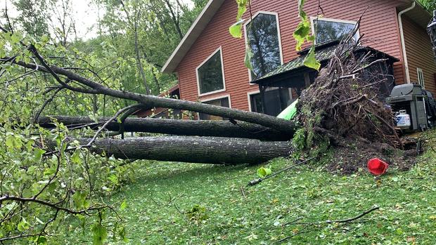 Tree uprooted by storms in Melrose 