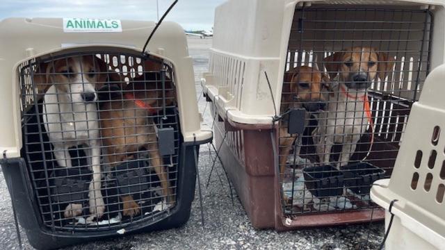 75 Dogs And Cats Brought Safely To Massachusetts Ahead Of Hurricane Ida -  CBS Boston
